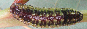 Final Larvae Top of Wattle Blue - Theclinesthes miskini eucalypti